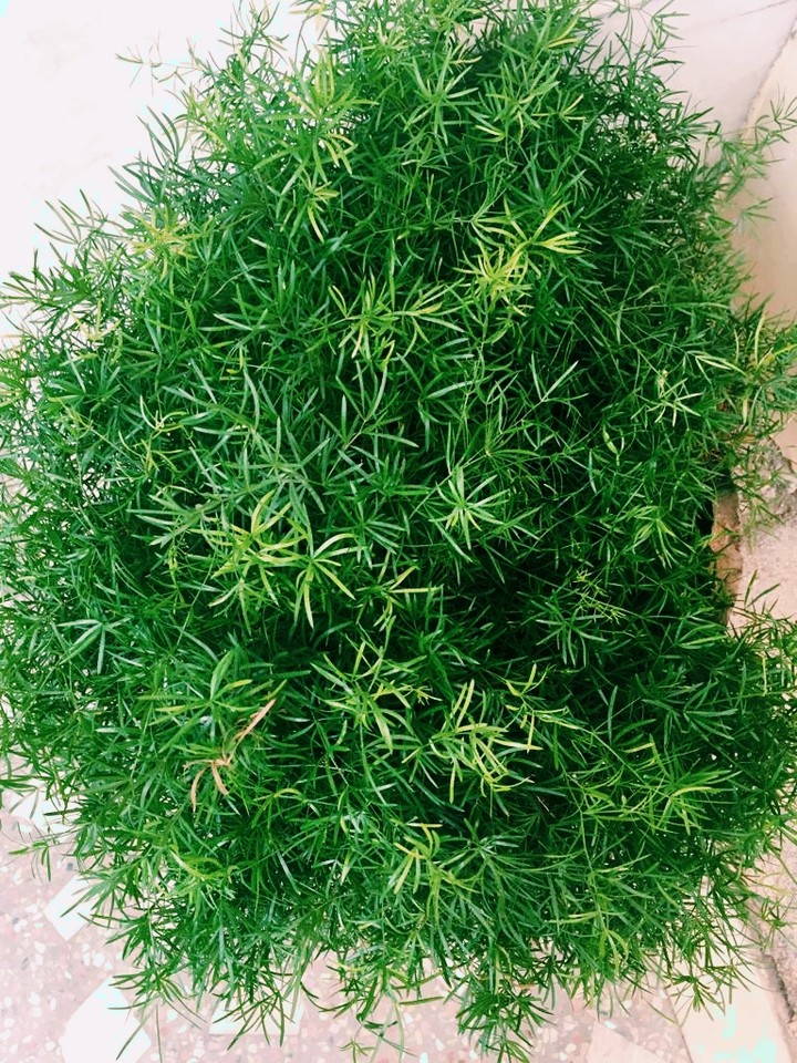 grass