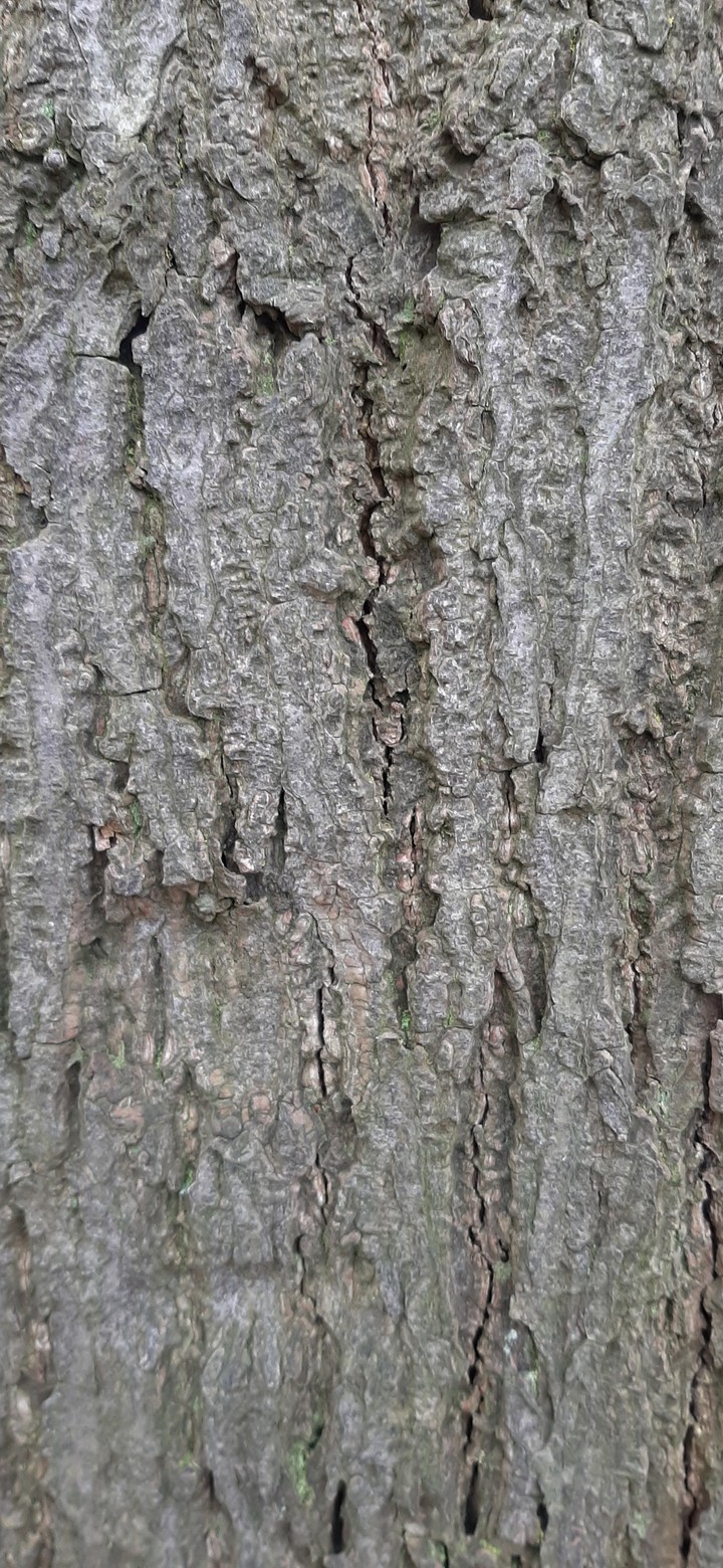 tree close up