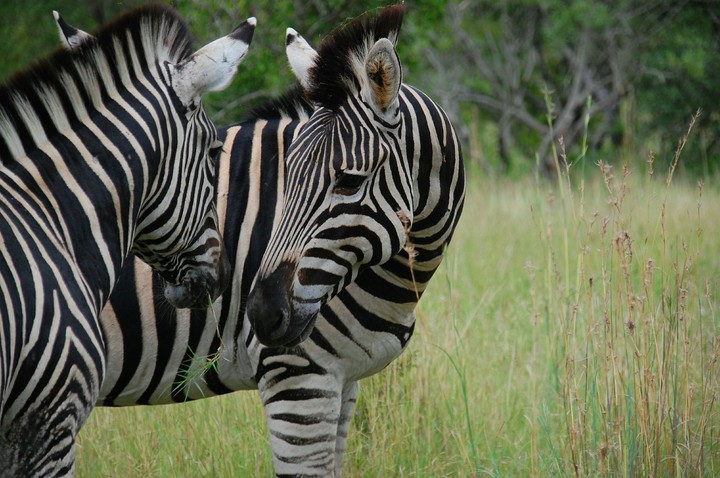 Zebras