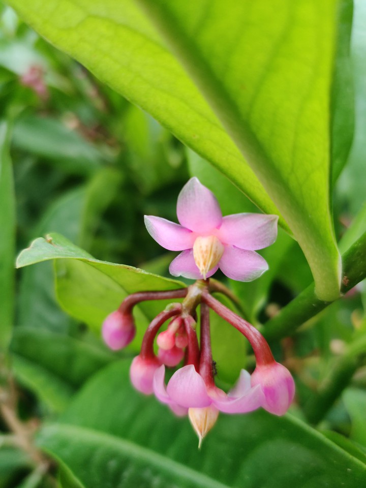 pink, flower, beautiful
