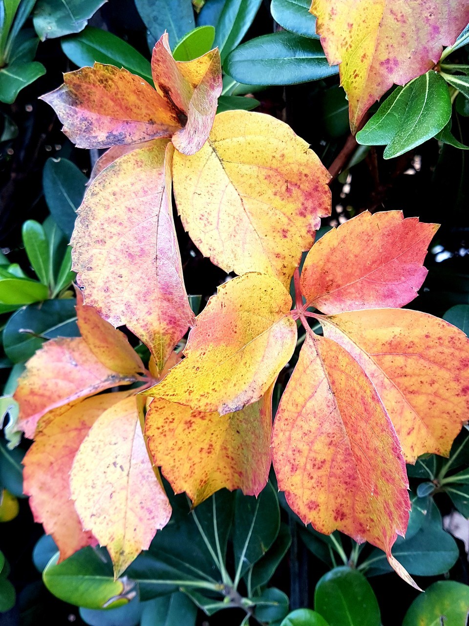 Fiori in natura