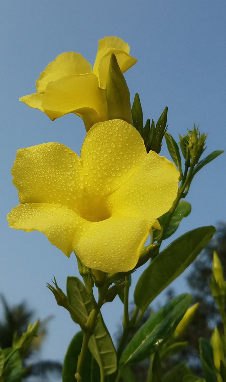 flowers