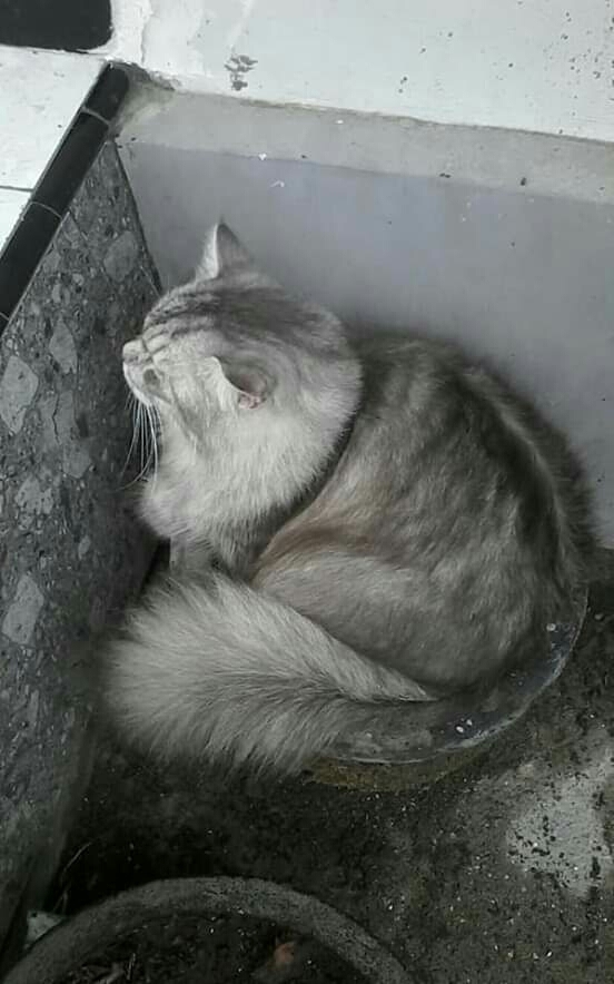 teby jadi patung