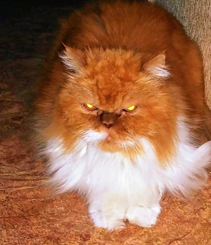 cat tymotey