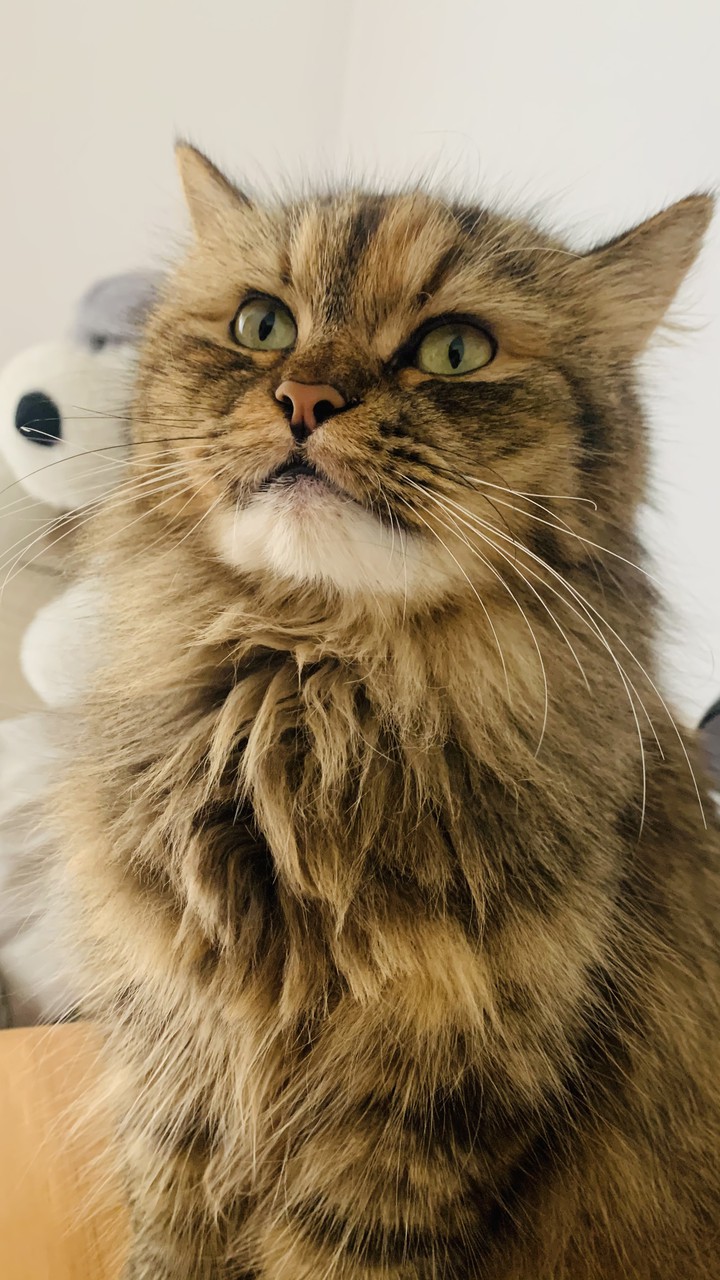 beautiful cat