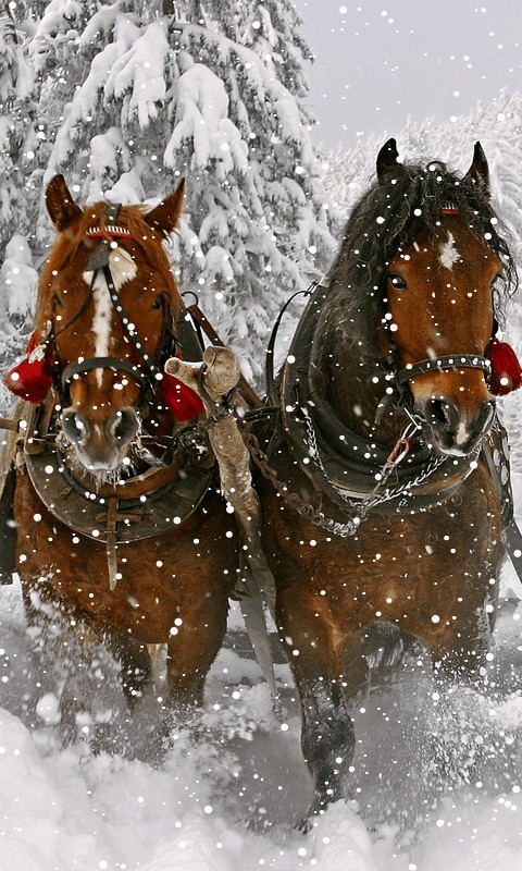 horse