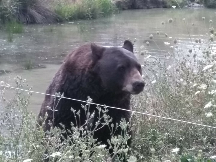 Bear