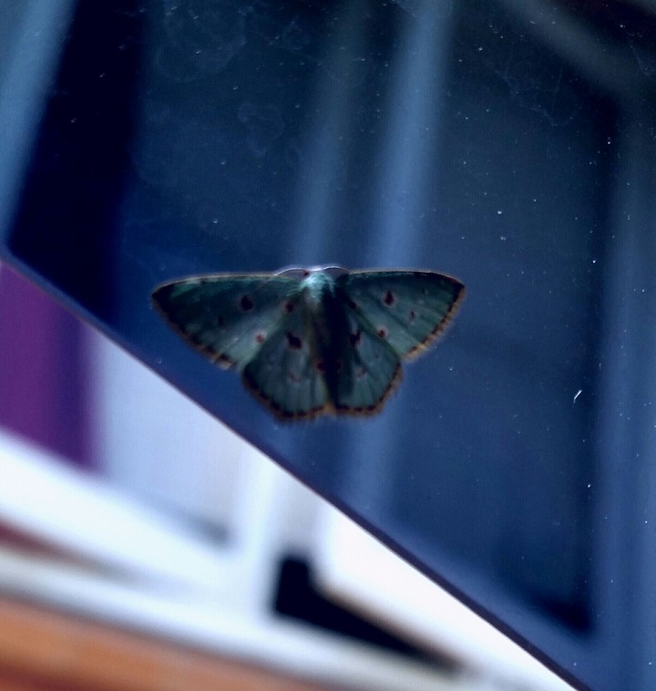 moth