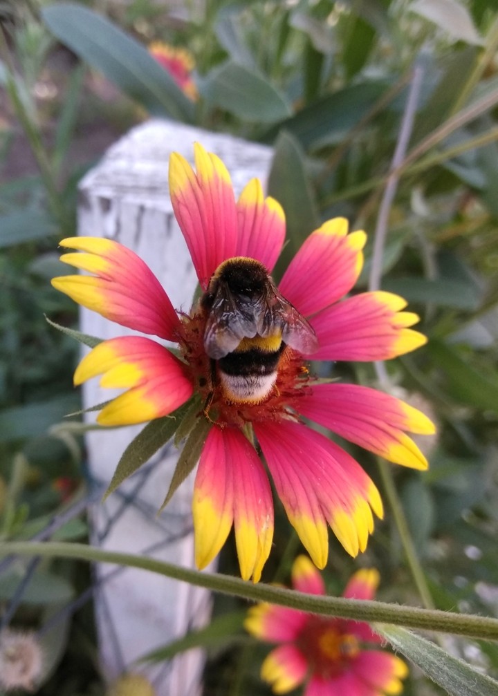 Bumblebee