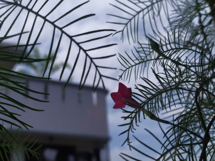 Cypress vine
