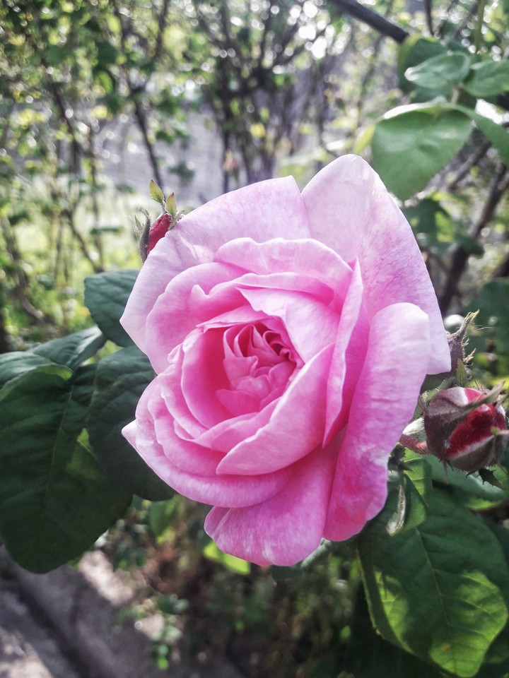 rose
