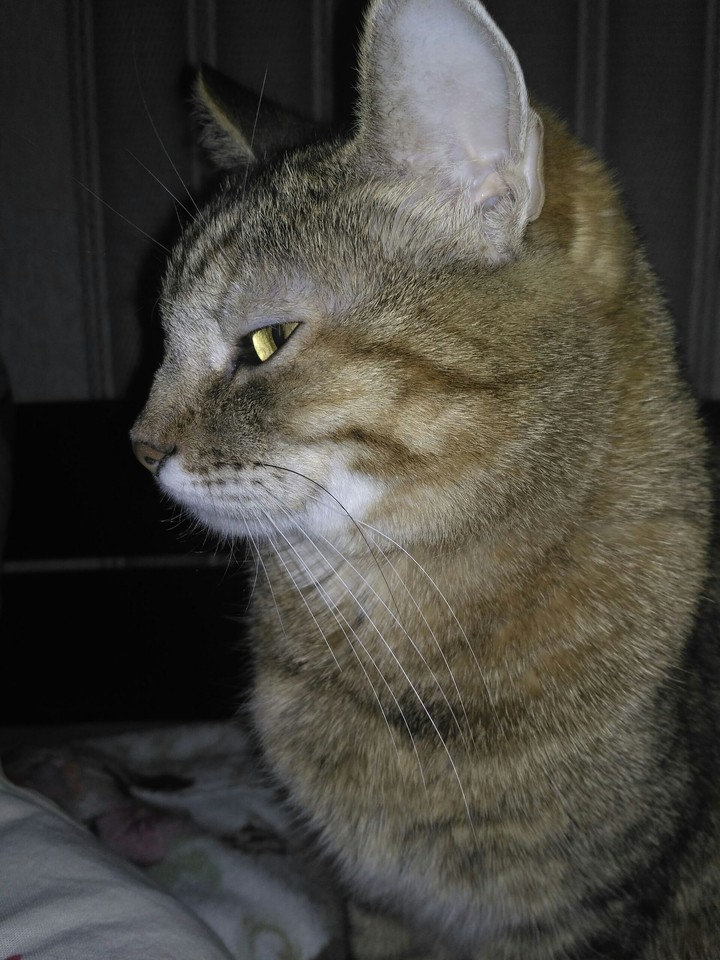 саt