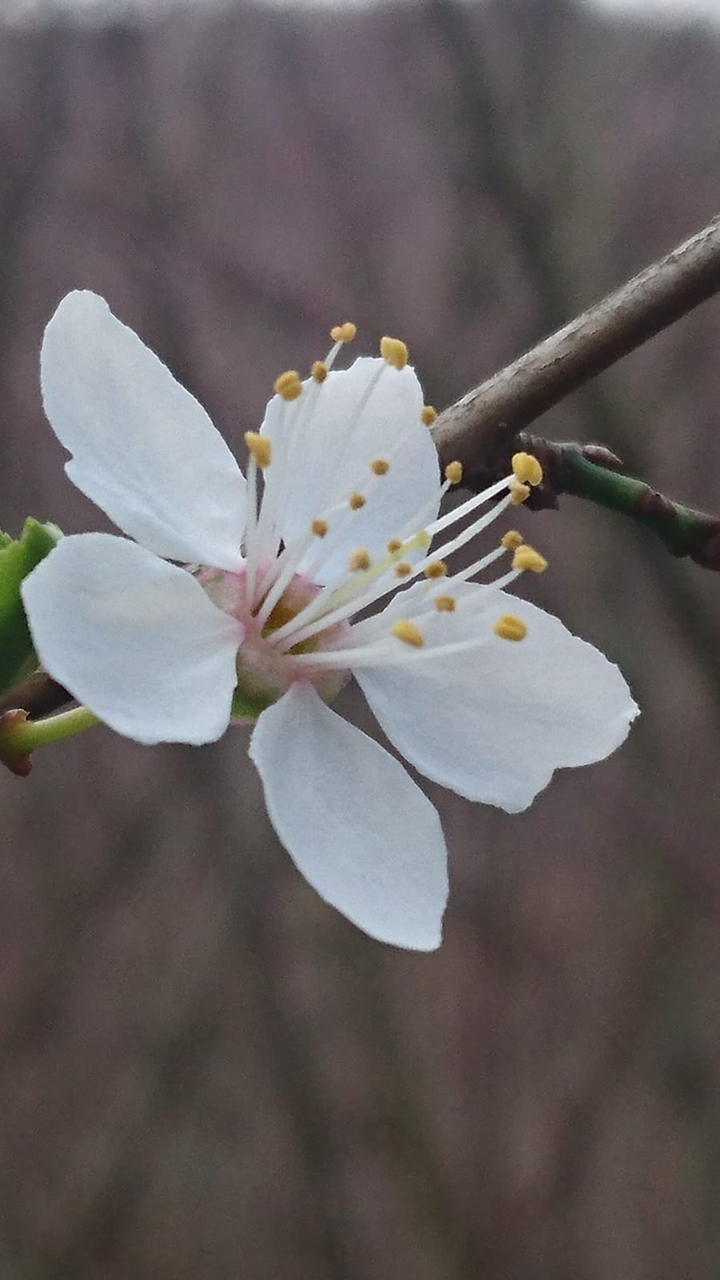 fleure zoom