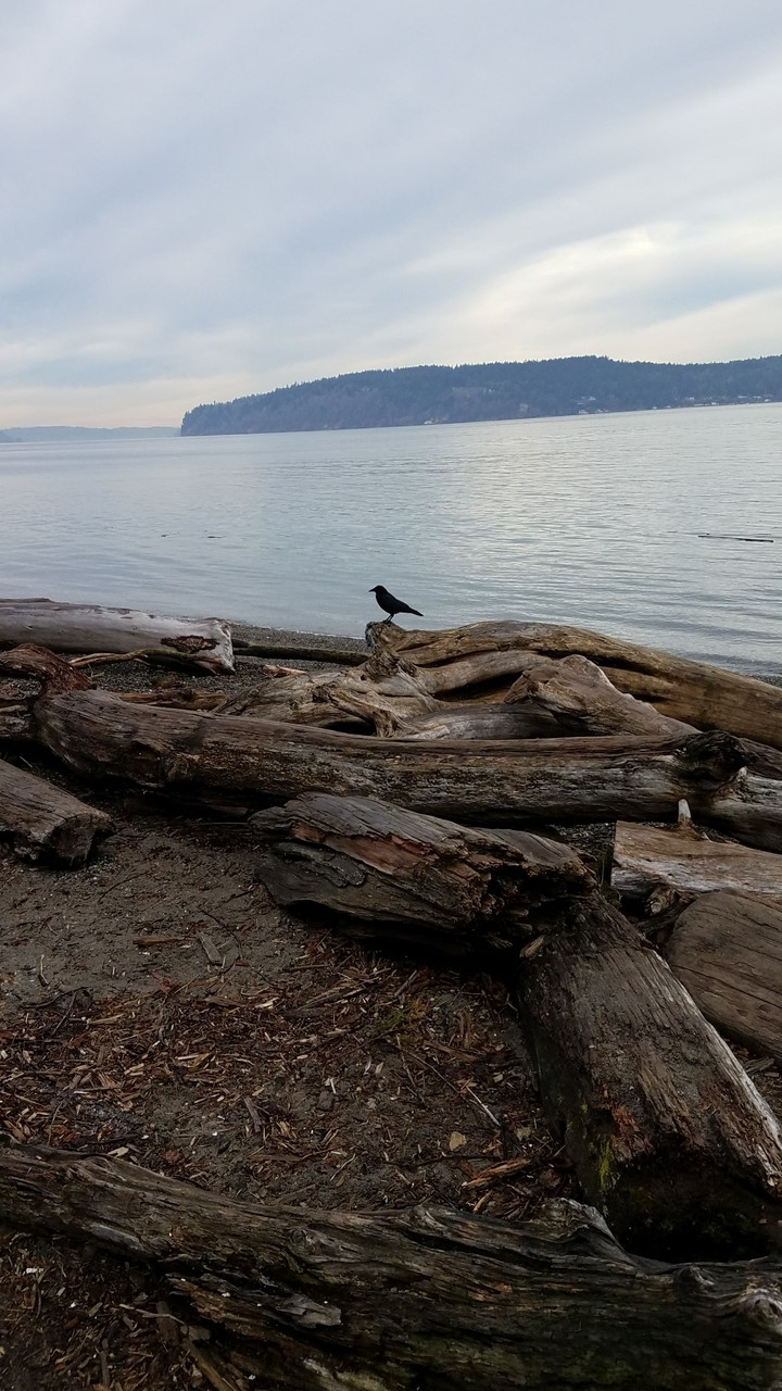 crow