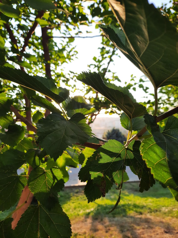 leaf