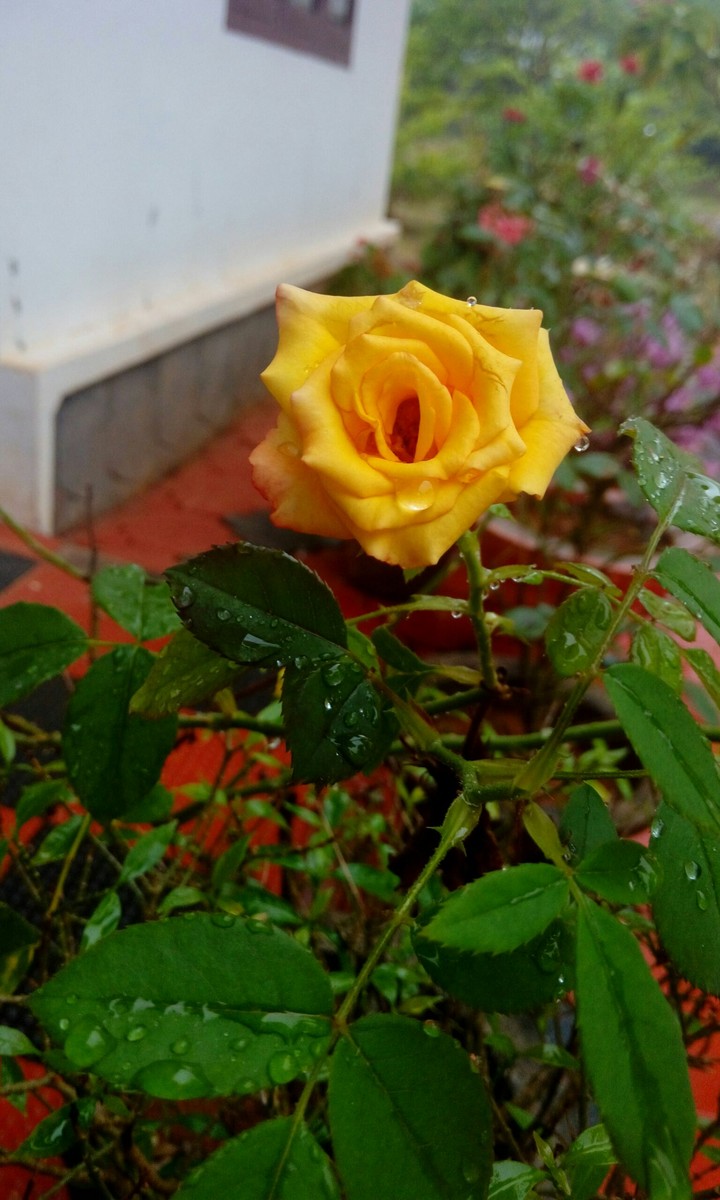 Rose