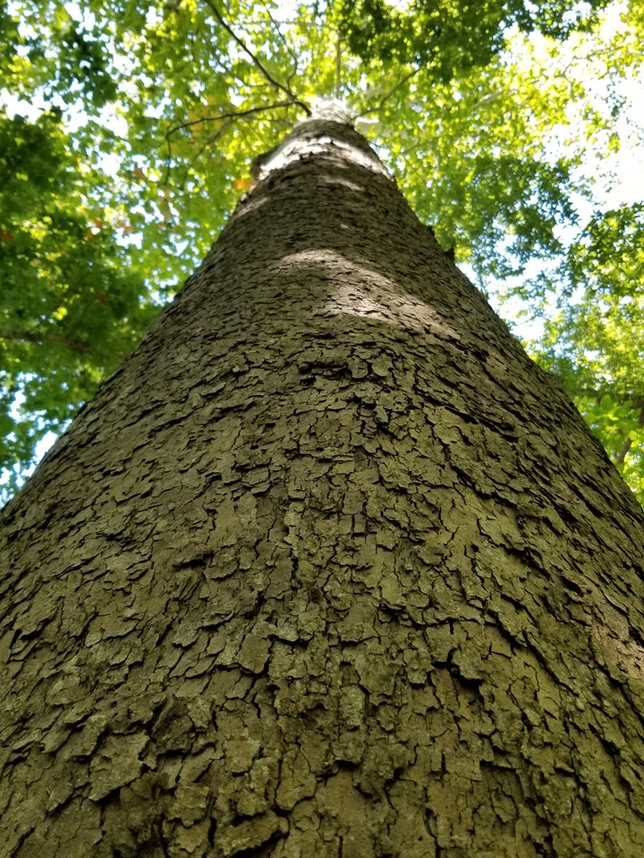 Sycamore Tower