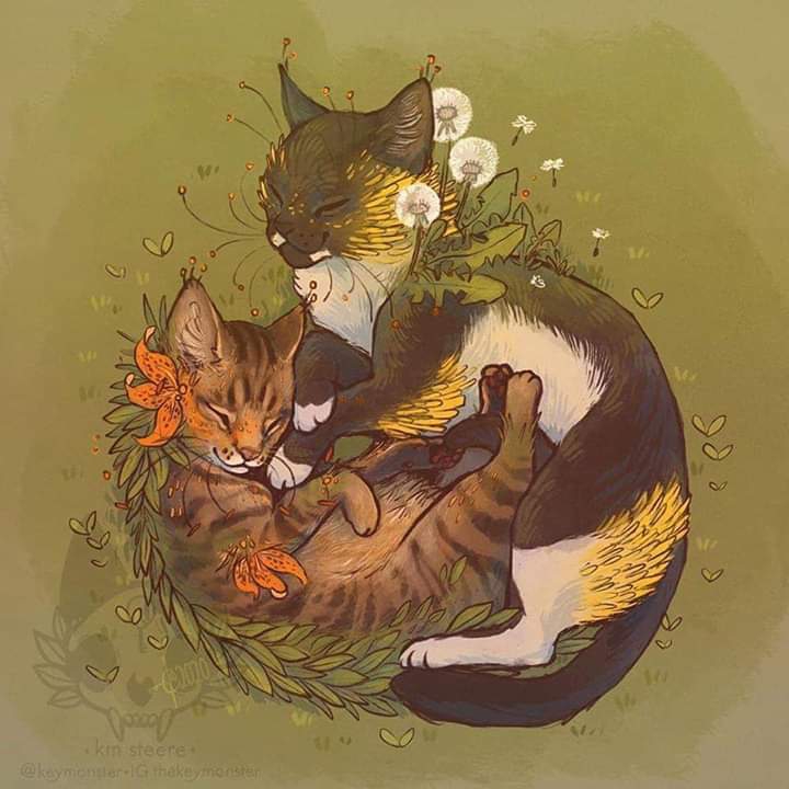 Gato