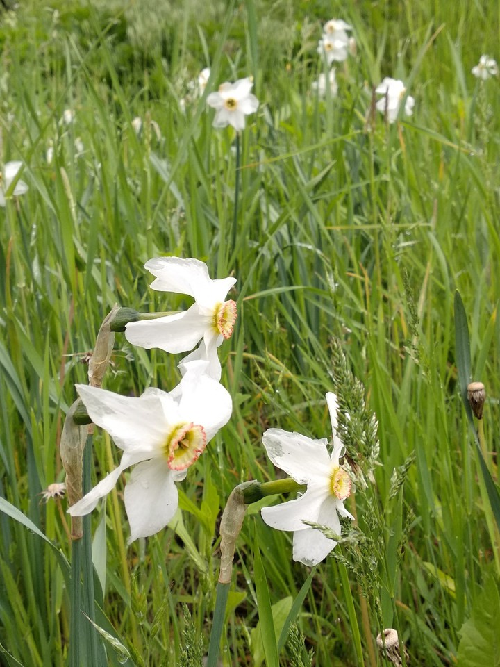 a Narcissus