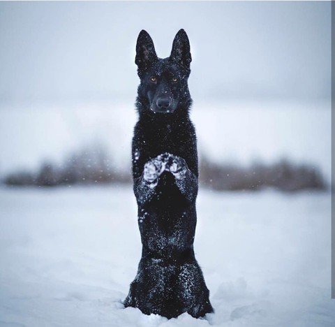 snout, dog वॉलपेपर