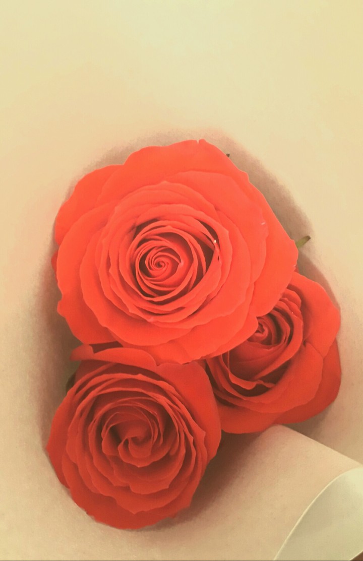 Red roses