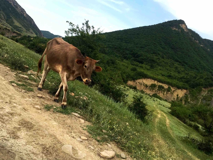 cow