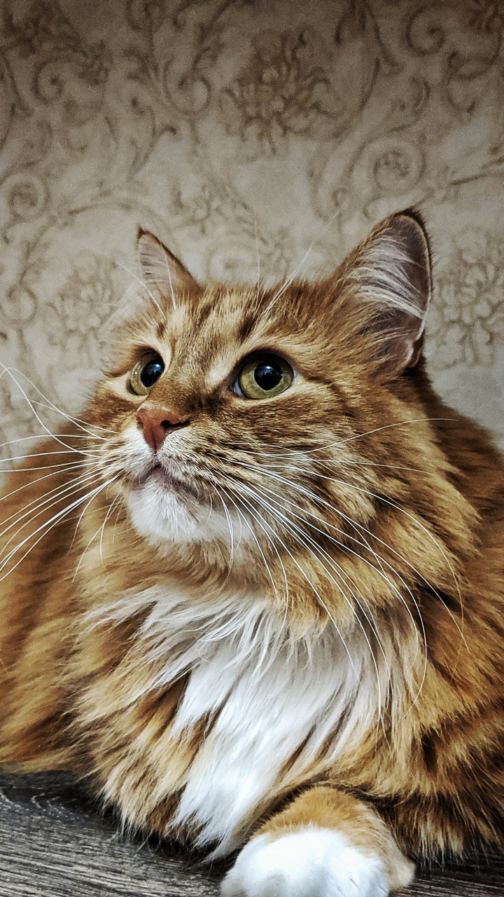 Red cat