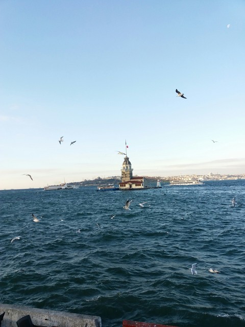 istanbul kız kulesi ve martılar