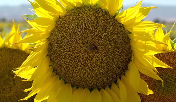 sun flower