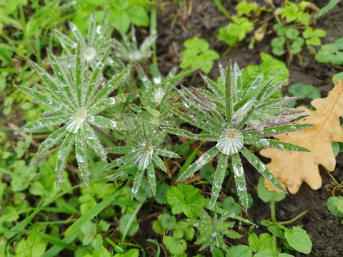 after the rain