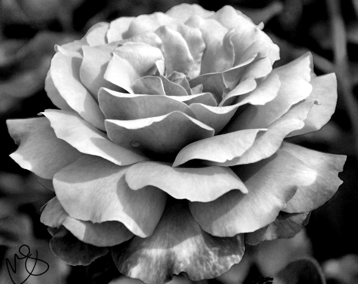 rosa