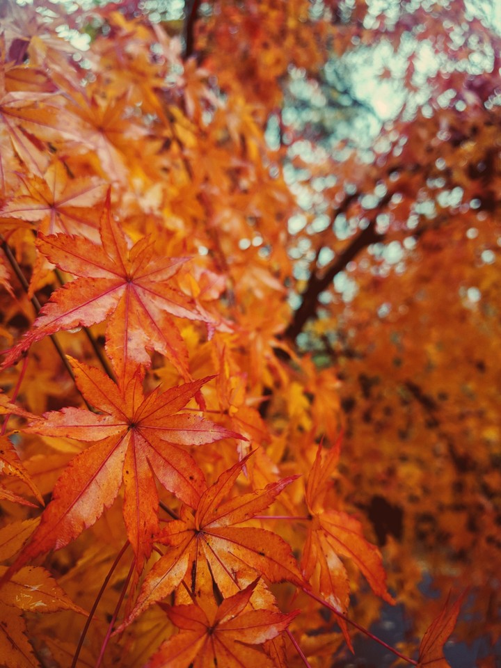Autumn