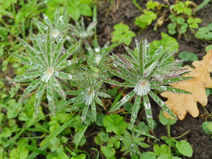 after the rain