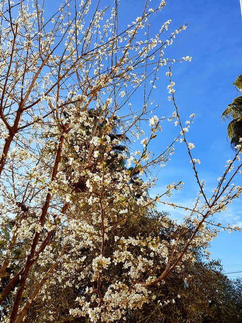 spring