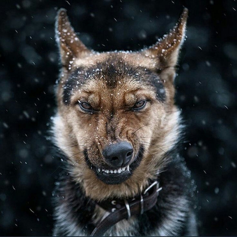 тапети vertebrate, dog