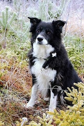 The Border Collie Because There Is No Better Dog