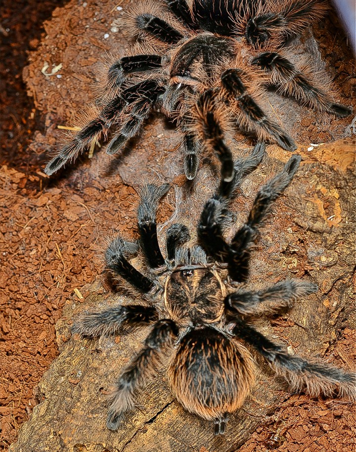 A Couple of Tarantulas