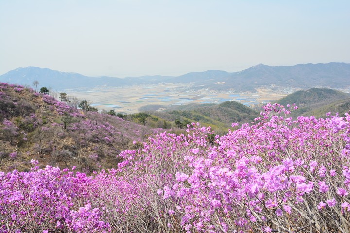 고려산의봄이미지