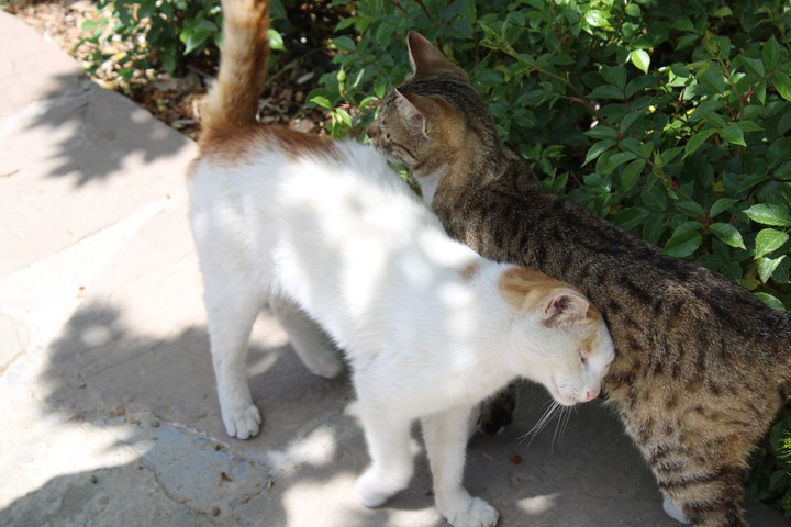 Cats