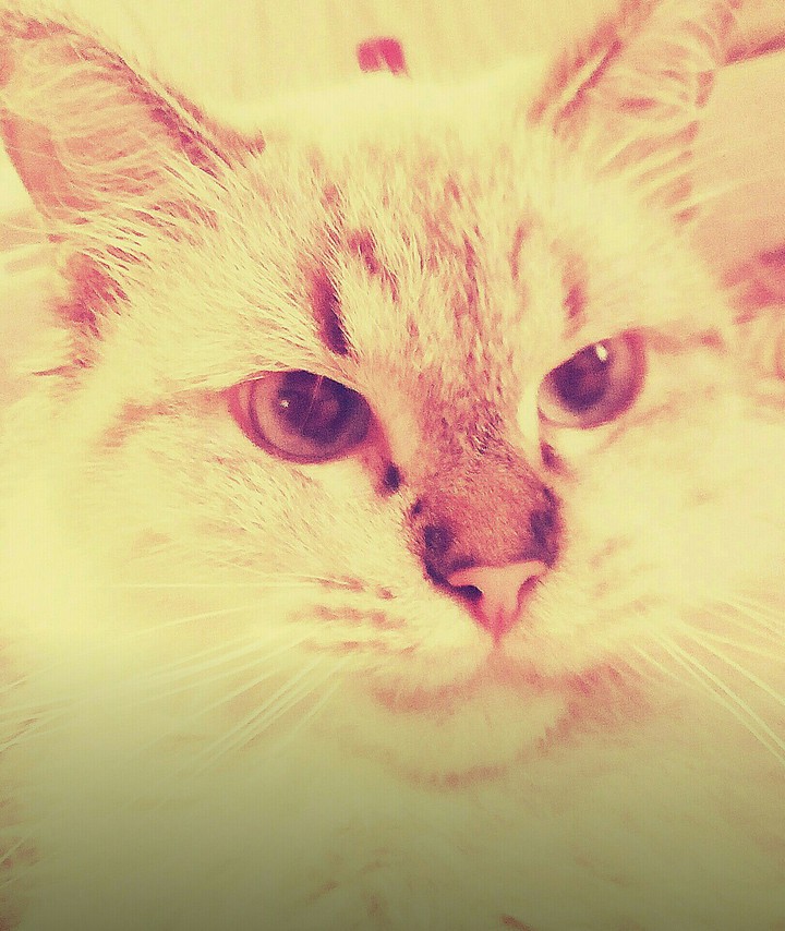 #Cat