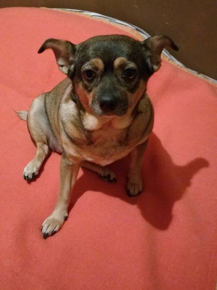 Cachorra