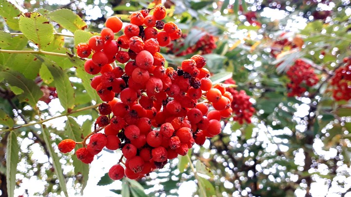 rowanberries
