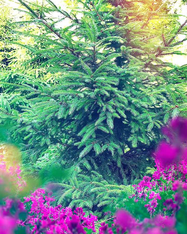 Натюрморт