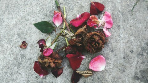 Died roses