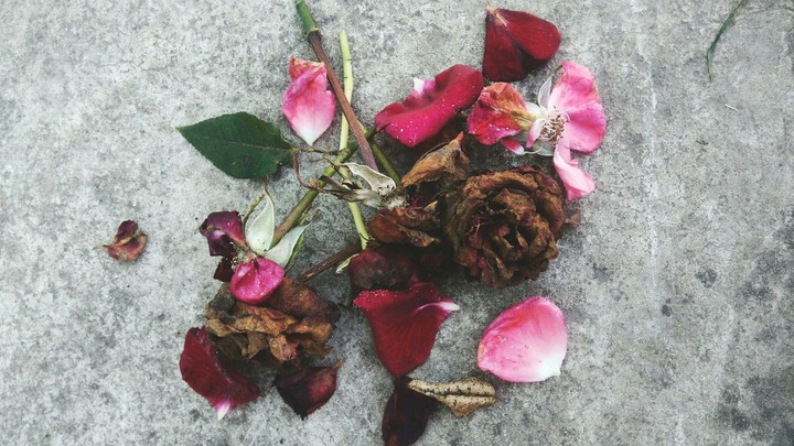 Died roses