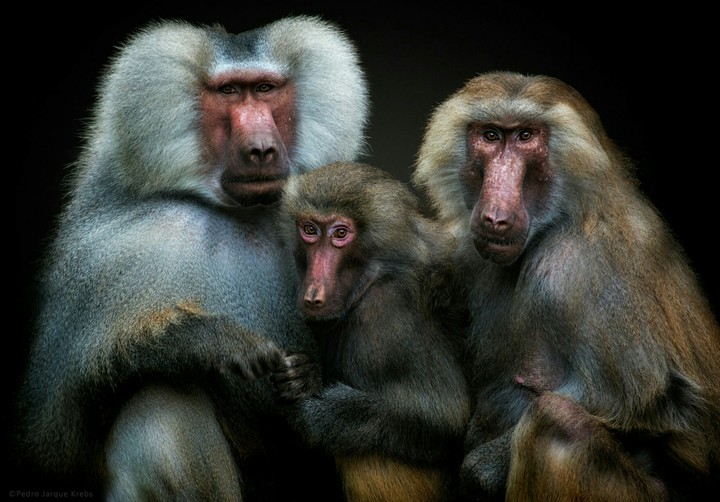 The Royal Family + Pedro Jarque Krebs