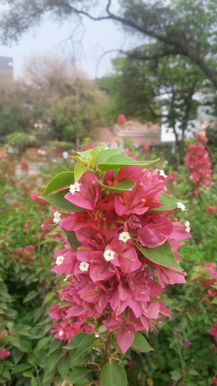 pink flowers