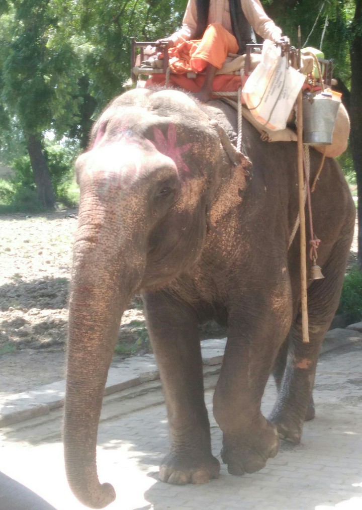 elephant
