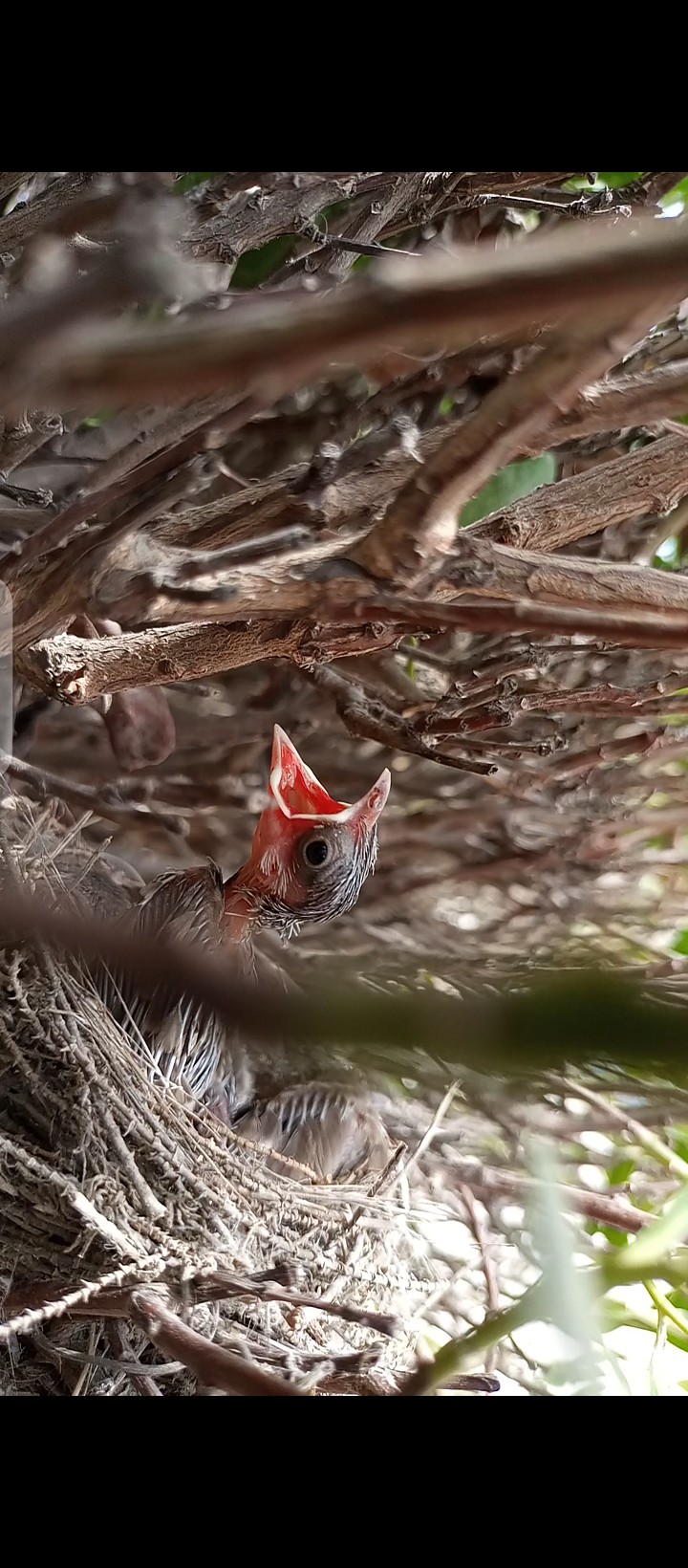 Hungry Bird