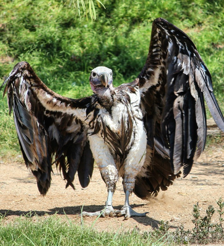 Vulture